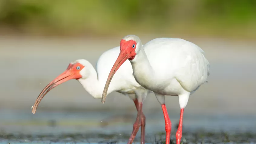 White Ibises, Bunche Beach