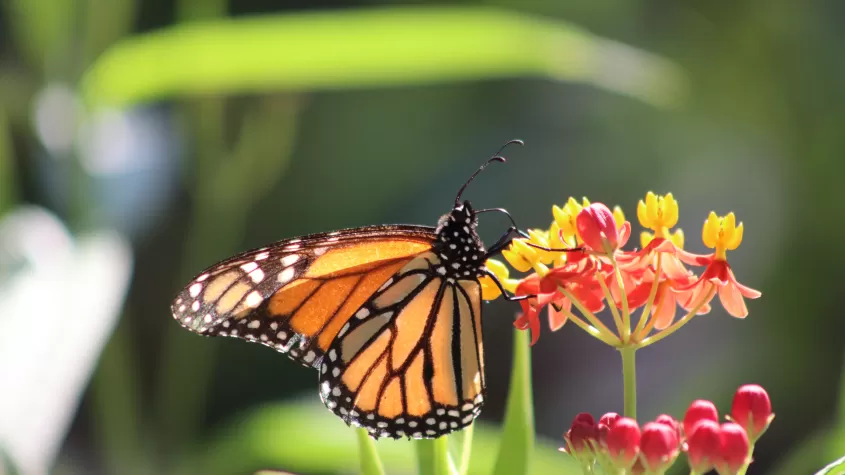 Monarch Butterfly