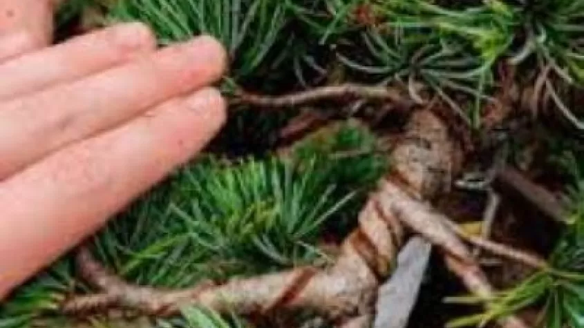 bonsai tree with brown wire wrapped around and two white hands holding back branches 