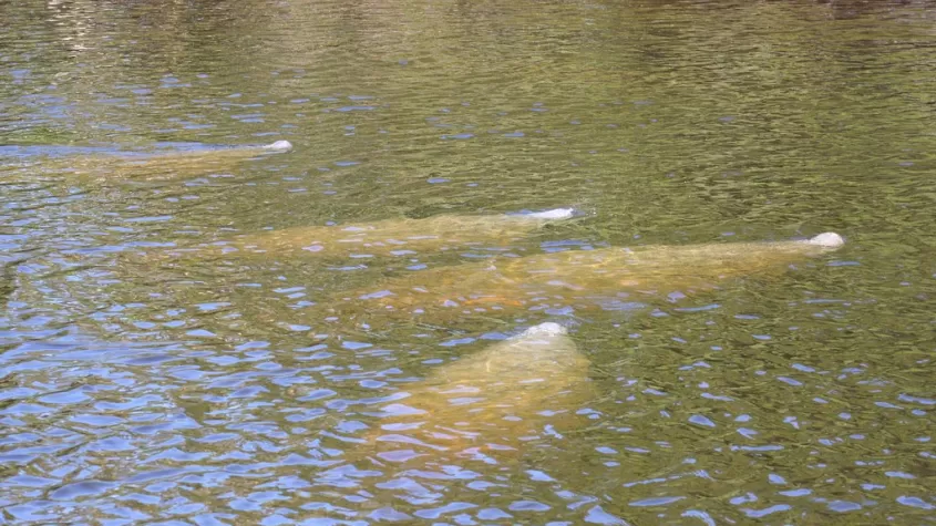 Manatees